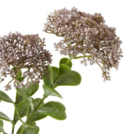 purple sedum spray