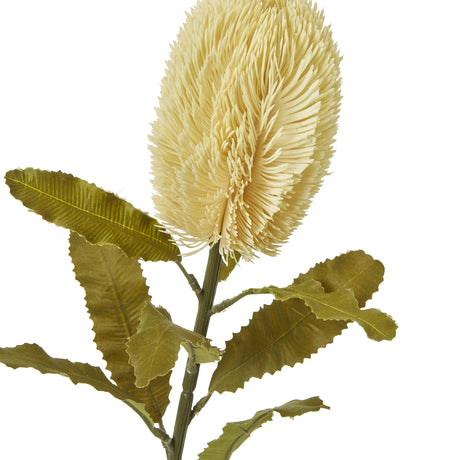 large cream banksia serrata stem