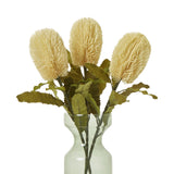 large cream banksia serrata stem