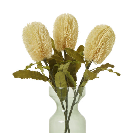 large cream banksia serrata stem