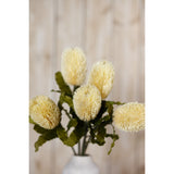 large cream banksia serrata stem
