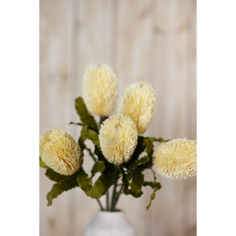 large cream banksia serrata stem