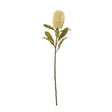 large cream banksia serrata stem