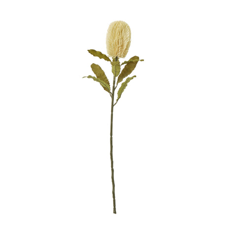 large cream banksia serrata stem