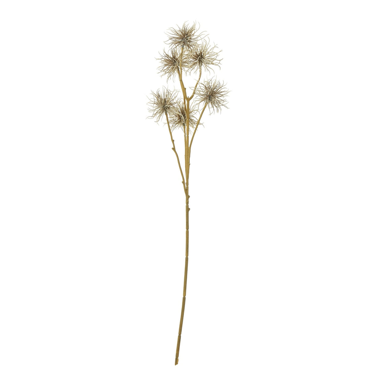 Solene Xanthium Spray