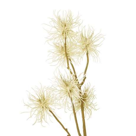 cream xanthium spray