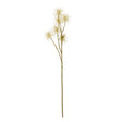 cream xanthium spray