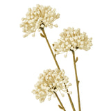 cream allium spray