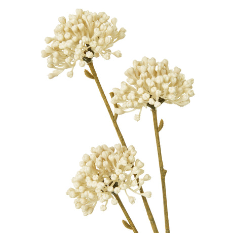 cream allium spray