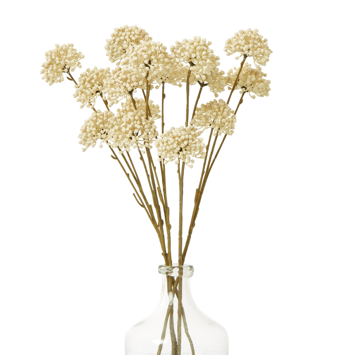cream allium spray