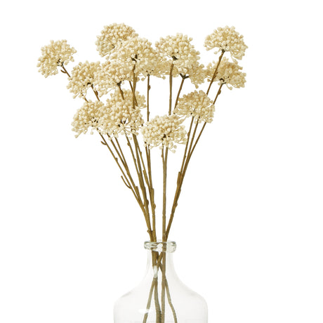cream allium spray