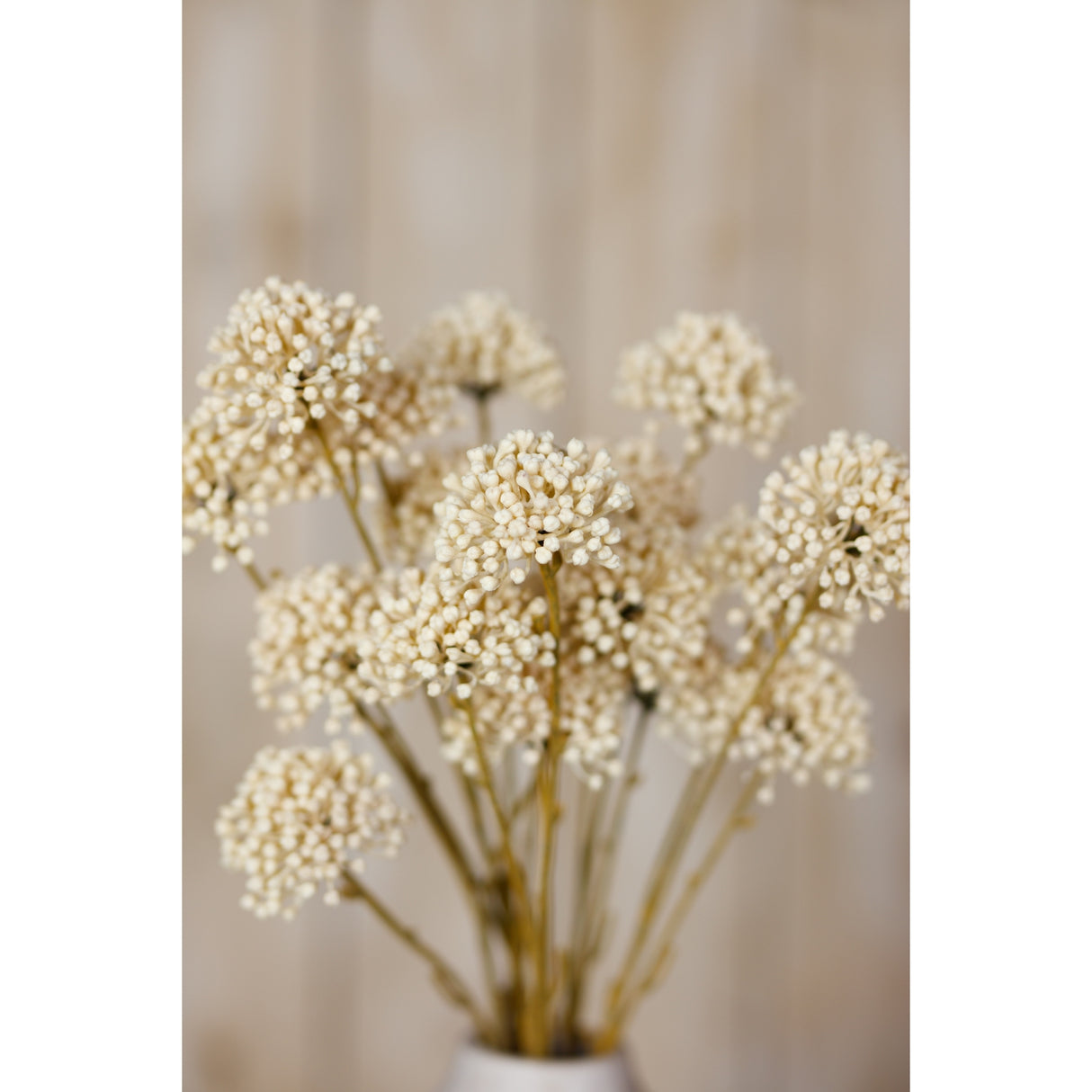 cream allium spray