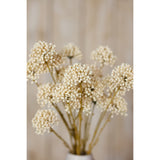 cream allium spray