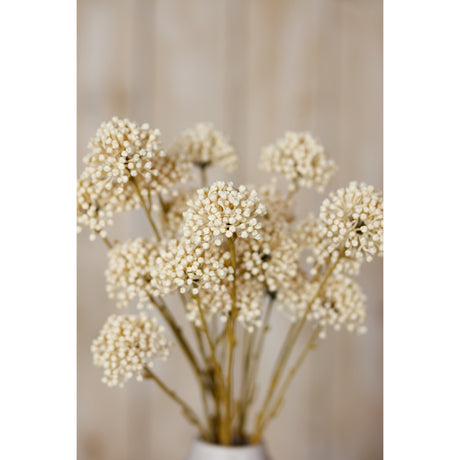 cream allium spray