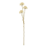cream allium spray