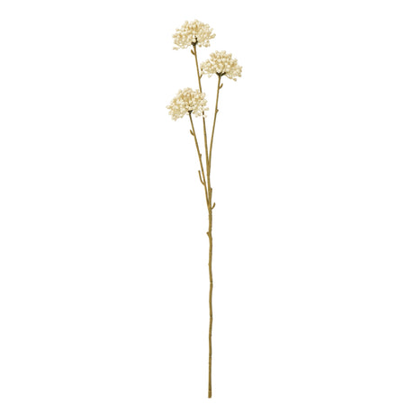 cream allium spray