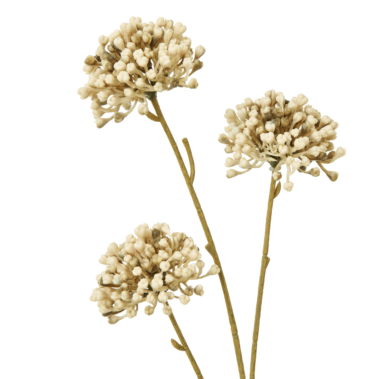 brown allium spray