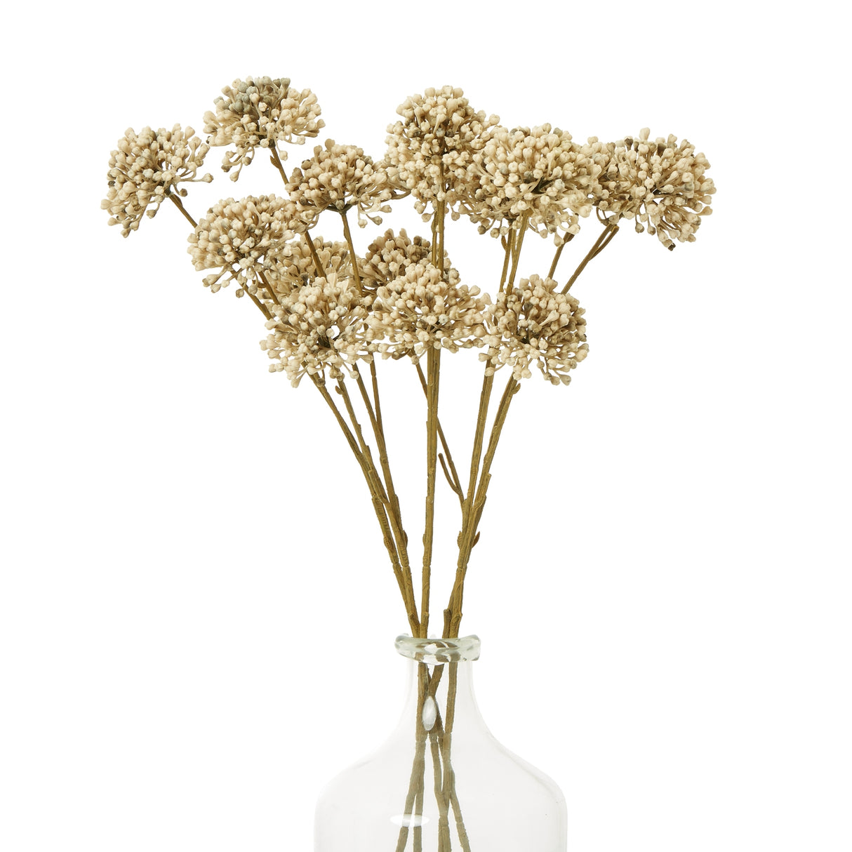 brown allium spray