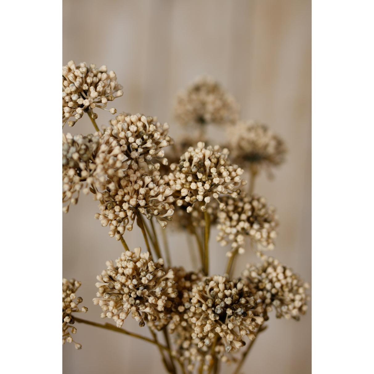brown allium spray