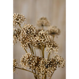 brown allium spray