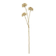 brown allium spray
