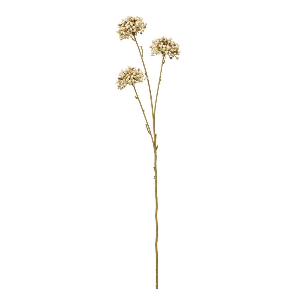 brown allium spray