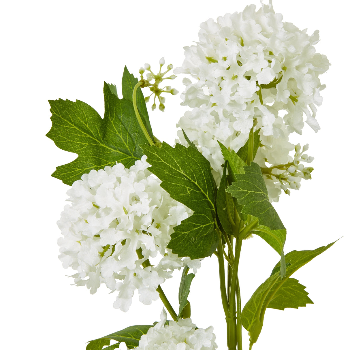 cream snowball viburnum spray