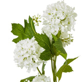 cream snowball viburnum spray