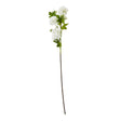 cream snowball viburnum spray