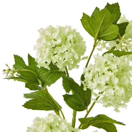 green snowball viburnum spray