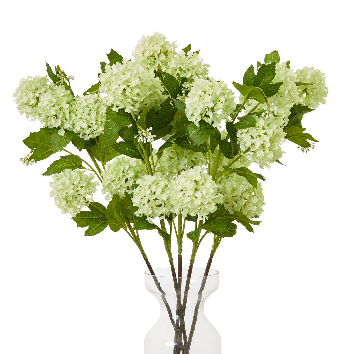 green snowball viburnum spray