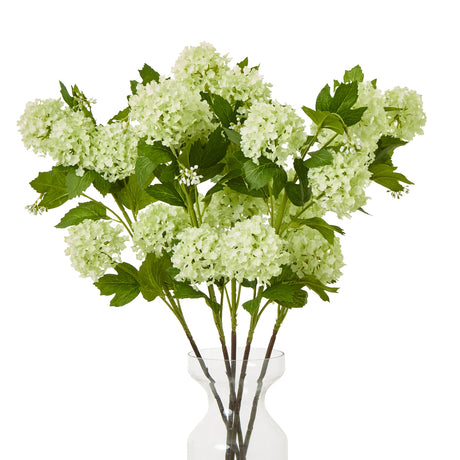 green snowball viburnum spray