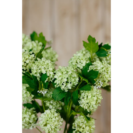 green snowball viburnum spray