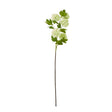 green snowball viburnum spray