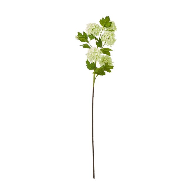green snowball viburnum spray
