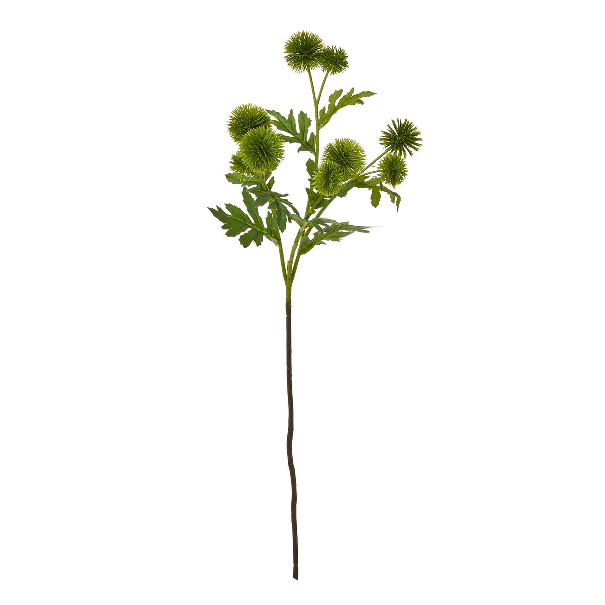 Daphne Globe Thistle Spray