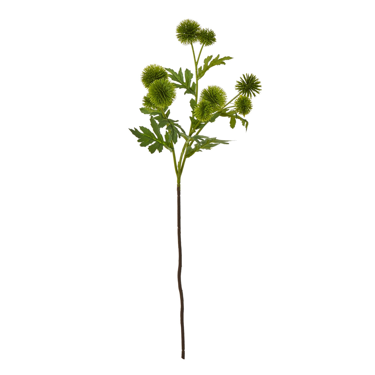 green globe thistle spray