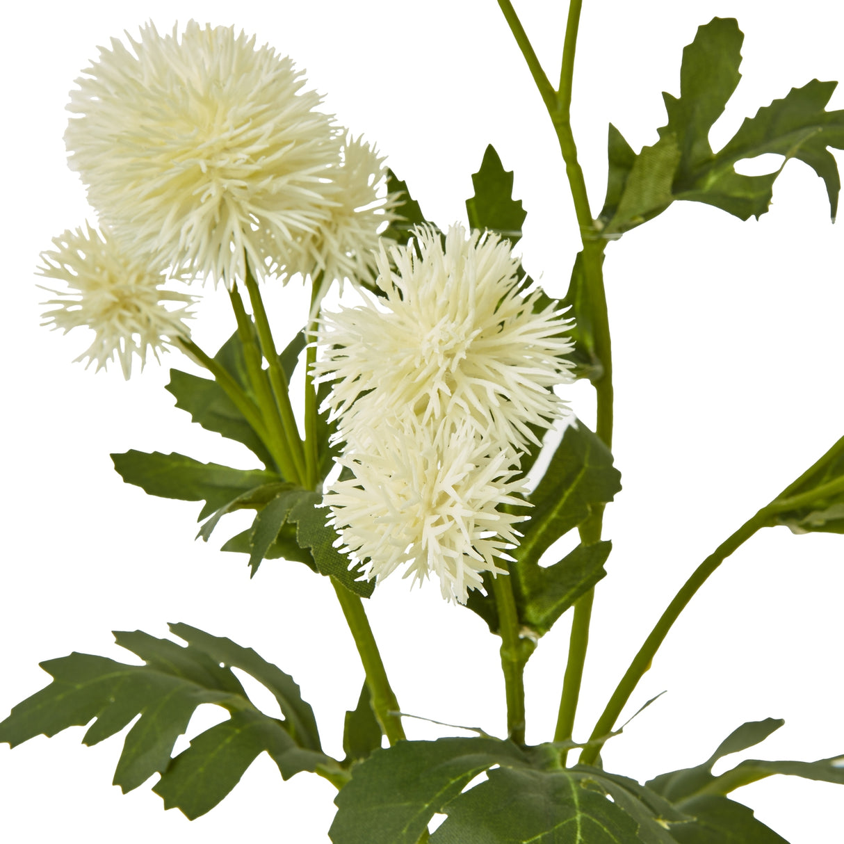 cream globe thistle spray