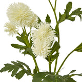 cream globe thistle spray
