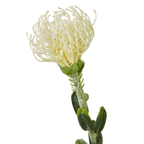 cream pincushion protea spray