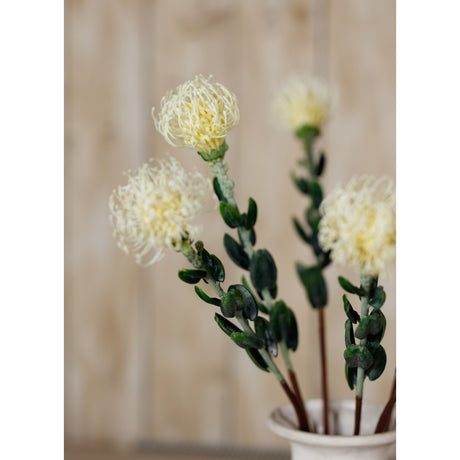 cream pincushion protea spray