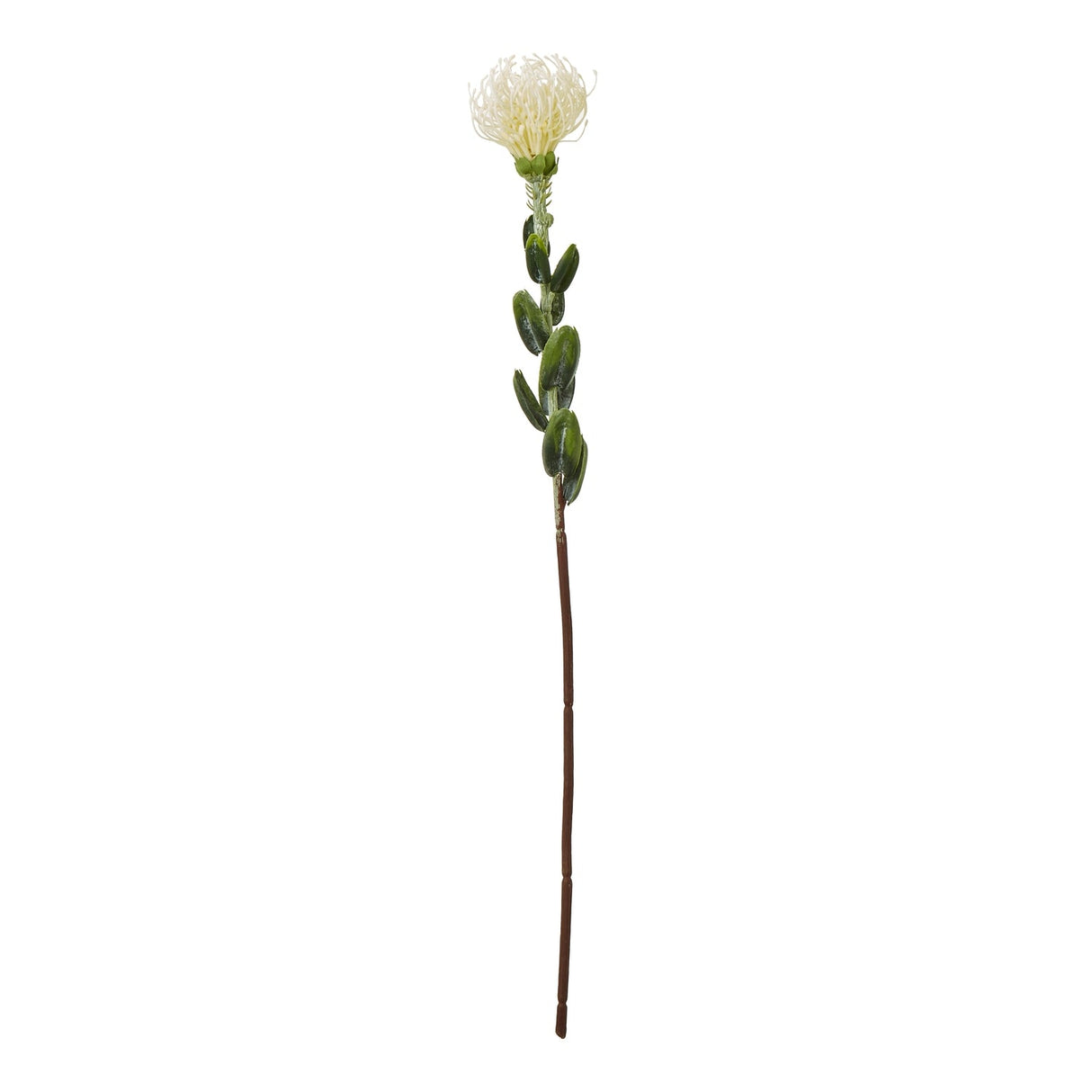 Tess Pincushion Protea Spray