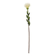 cream pincushion protea spray