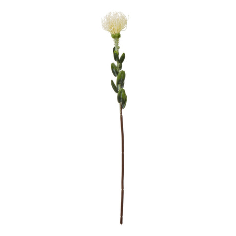 cream pincushion protea spray