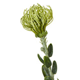 green pincushion protea spray