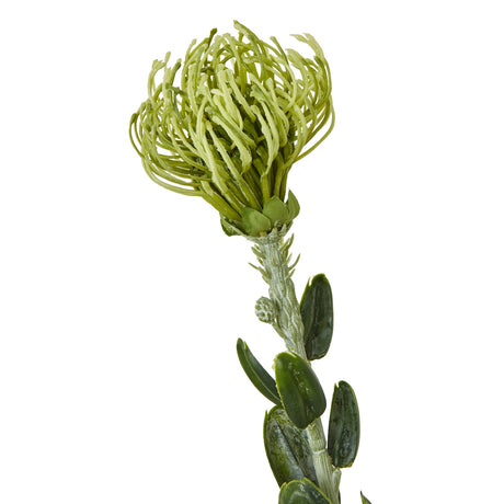 green pincushion protea spray
