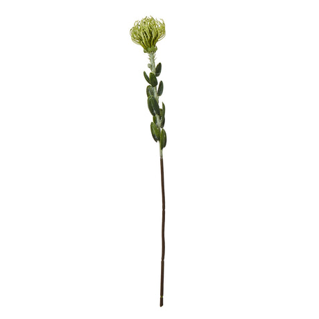 green pincushion protea spray