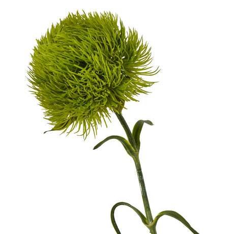 light green dianthus stem