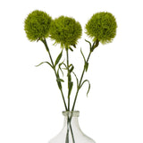 light green dianthus stem