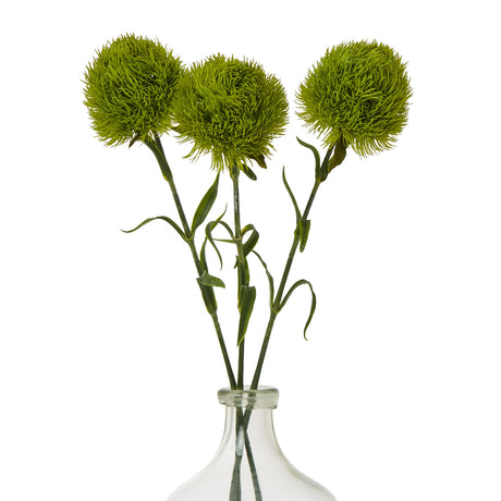 light green dianthus stem